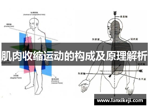 肌肉收缩运动的构成及原理解析