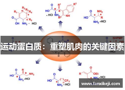 运动蛋白质：重塑肌肉的关键因素